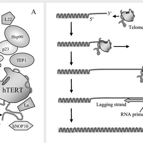 A Telomerase Has Two Essential Components HTR And HTERT The Other