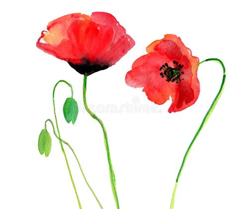 Amapolas Abstractas De La Acuarela Stock de ilustración Ilustración