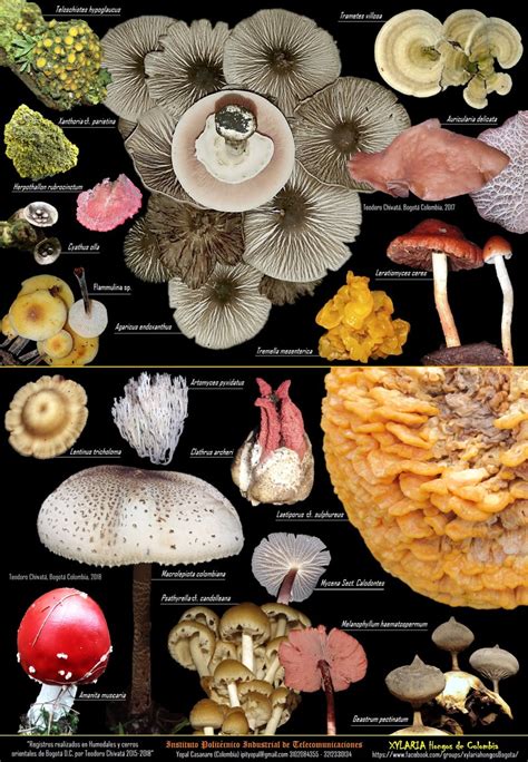 PDF Hongos De Bogota 2015 2018 Auricularia Delicata Agaricus