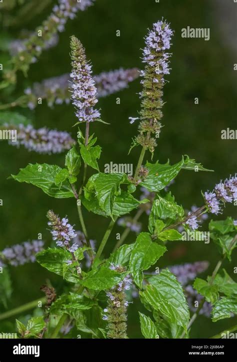 La Menta Piperita: Usos En Gastronomía Y Medicina | TeleFlor