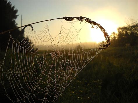 Dew On Spider Web At Sunrise Photograph By Kent Lorentzen Fine Art