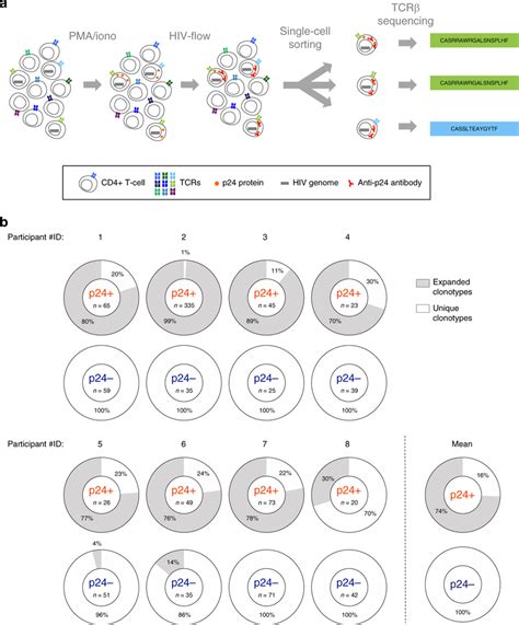 Experimental strategy for phenotyping and TCRβ sequencing of single