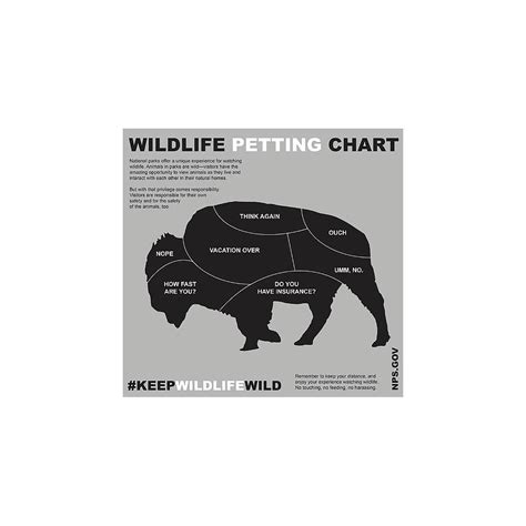 Bison Petting Chart Retro Painting By Chapman Pete Fine Art America