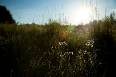 Darmowe Zdjęcia krajobraz drzewo Natura las trawa lekki Chmura