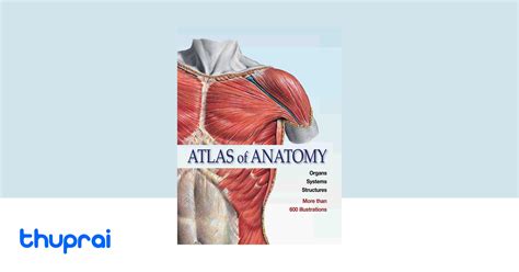 Buy Atlas Of Anatomy Organs Systems Structures In Nepal Thuprai