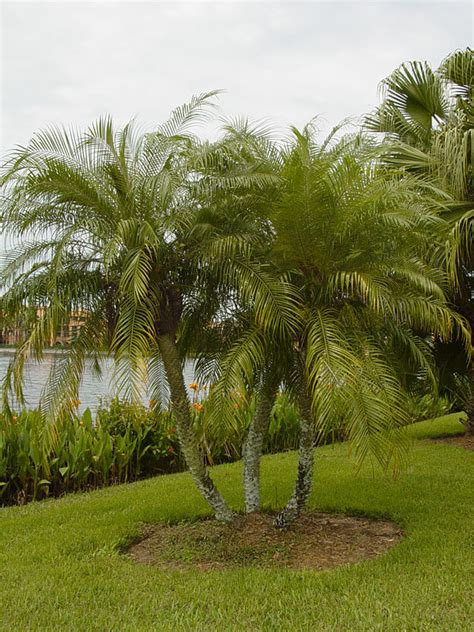 Pygmy Date Palm Tree Phoenix Roebelenii Kens Nursery