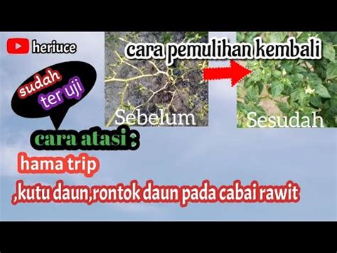 Cara Atasi Hama Trip Kutu Daun Rontok Daun Pada Tanaman Cabai Rawit