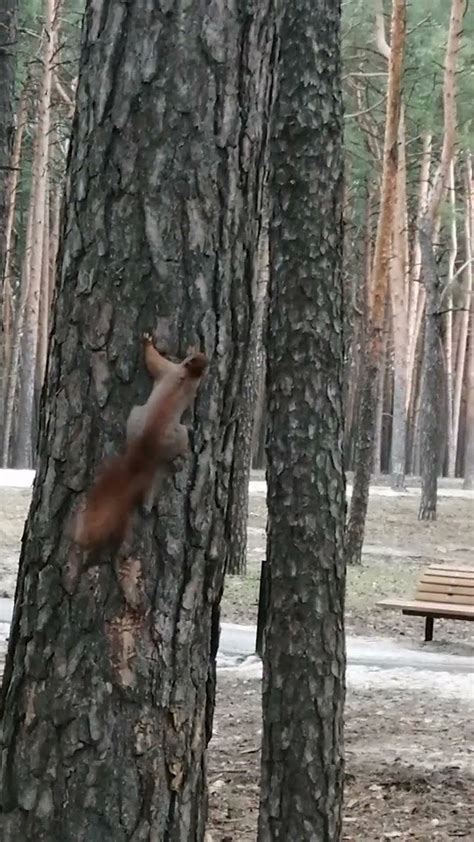 Dancing Squirrel Youtube