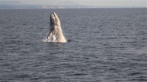 Discover The Best Time For Whale Watching In San Diego Seasonal Insights