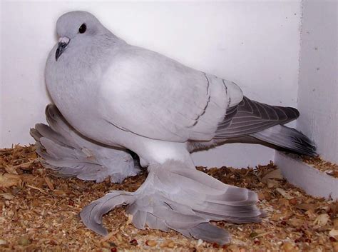 12 Most Bizarre Fancy Pigeon Breeds