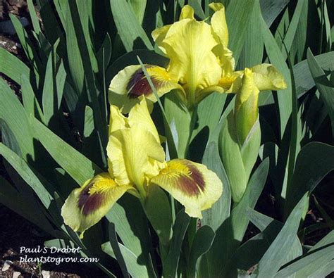 Dwarf Iris | Plants To Grow Plants Database by Paul S. Drobot