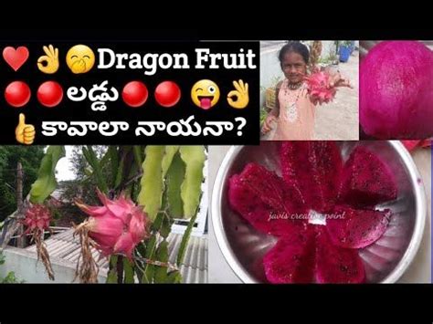 Dragon Fruit Harvest In Telugu Gragon Fruit Farming Telugu