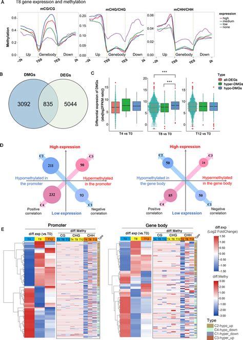 Integrative Analysis Of Methylome And Transcriptome Revealed Expression