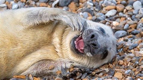 Norfolk Nature Reserve Welcomes First Seal Pups Of Season Bbc News