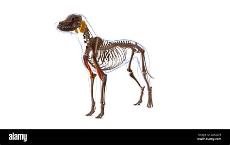 Bizeps brachii Muskel Hund Muskel Anatomie für Medical Concept 3D