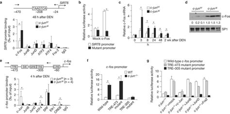 Fos Enhances Sirt Transcription During Liver Cancer Initiation A The