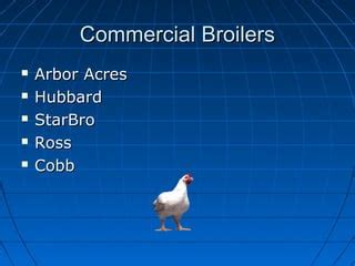 Arbor Acres Chicken