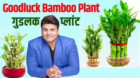 BAMBOO TREE DETAILS EPISODE 1 CELEB ASTRO GEMSTONE EXPERT RAMAN