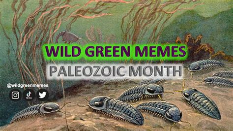 The Ecosystem Of A Meme Group An Interview With Wild Green Memes For