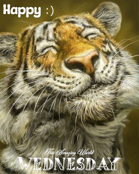 Smiling Tiger Happy Wednesday Pictures Photos And Images For