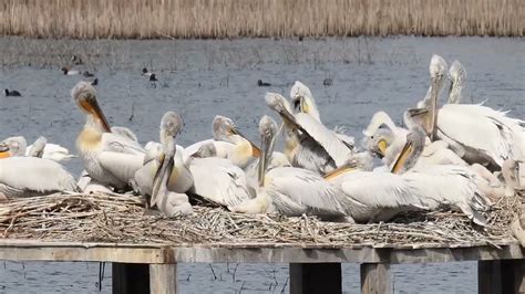 Хранене на Къдроглав пеликан (Pelecanus crispus) - YouTube
