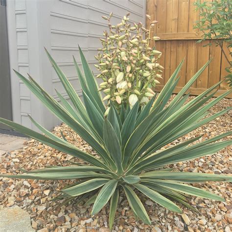 Yucca Gloriosa Variegata Spanish Dagger COLD HARDY Etsy