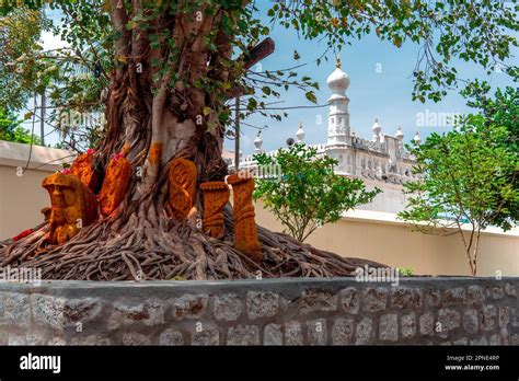 With A Muslim Mosque Behind It A Hindu Temple Beneath A Peepal Tree