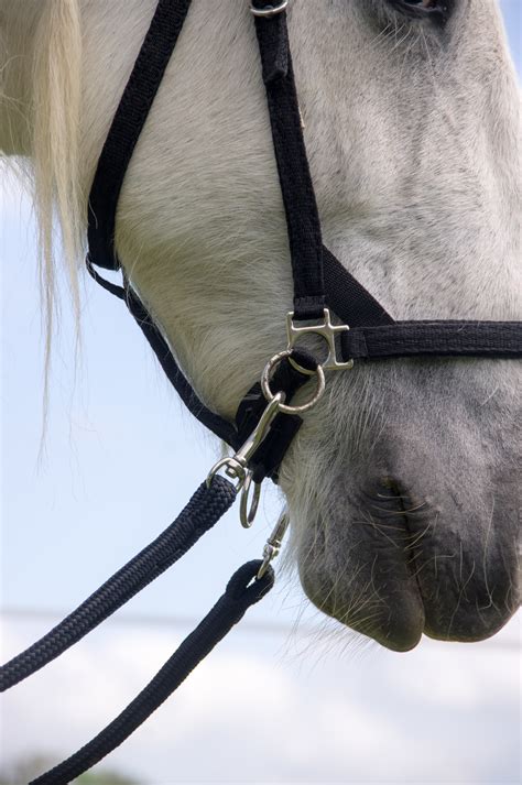 What is a Bitless Bridle? – Lucky Pony Blog