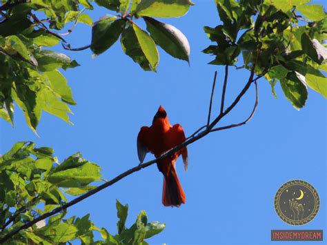 Red Cardinal Dream Meaning: Symbolism and Interpretation