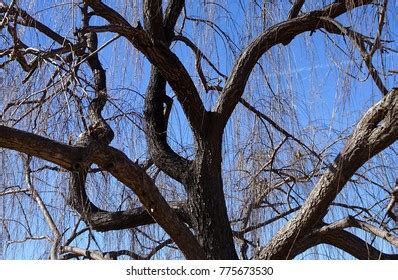 Naked Willow Sky Images Stock Photos Vectors Shutterstock