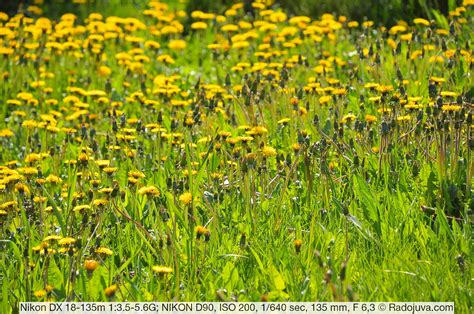 Nikon 18-135 f 3.5-5.6 review. Sample photos on the lens | Happy