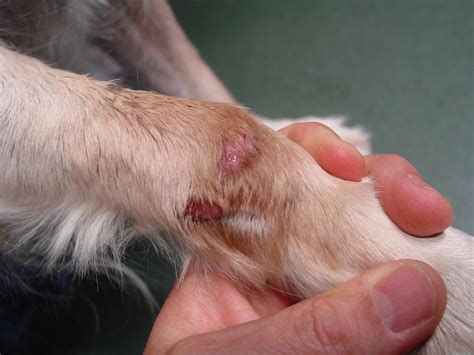 Lick Granuloma In Dogs Treatment And Causes Of Acral Lick Dermatitis