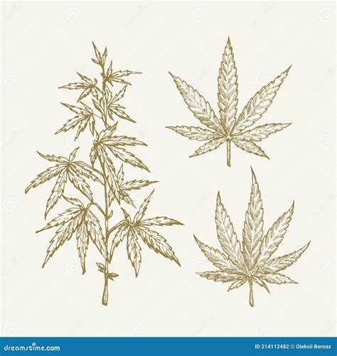 Hand Drawn Vector Cannabis Hemp Branch With Leaves Sketch Sillhouettes