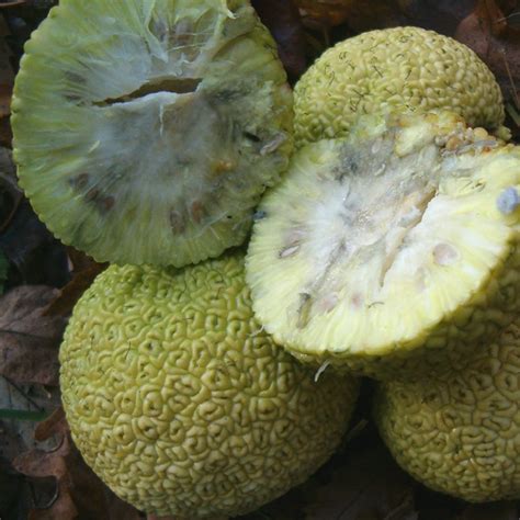 Адамово яблоко, Маклюра (лат. Maclura Pomifera) - Лесосад