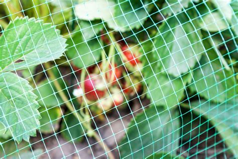 Bird Netting: Bird & Pigeon Deterrent Net for Plants | GardenSkill