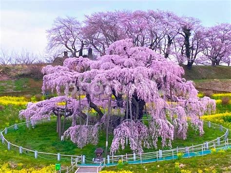 三春の滝桜 No 29903373｜写真素材なら「写真ac」無料（フリー）ダウンロードok