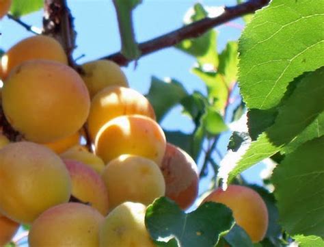 Albicocco I Segreti Per Coltivarlo Passione In Verde