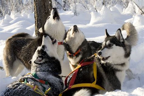 NEW WINTER ACTIVITY- Husky Farm Visit & Dog Sled Ride | Activities & Adventures in Tallinn