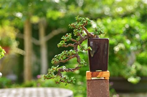 Cascade Portulacaria Afra Dwarf Jade Bonsai Jade Plant Bonsai