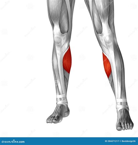 D Illustration Human Lower Leg Anatomy Or Anatomical And Muscle Stock