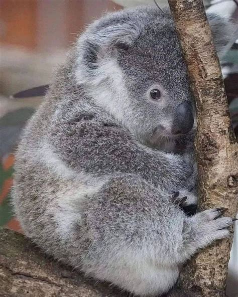 Pin by Jill Mord on Koalas | Koala bear, Koala marsupial, Koala