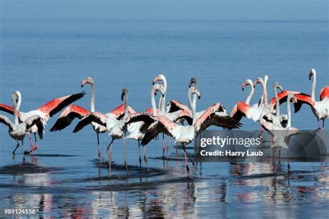 greater flamingos walvis bay namibia high res stock photo getty images