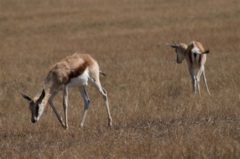 Springbok, Mlilwane Wildlife Sanctuary - Airports and Sunsets