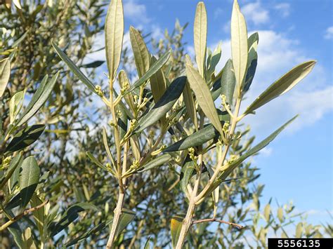 olive (Olea europaea L.)