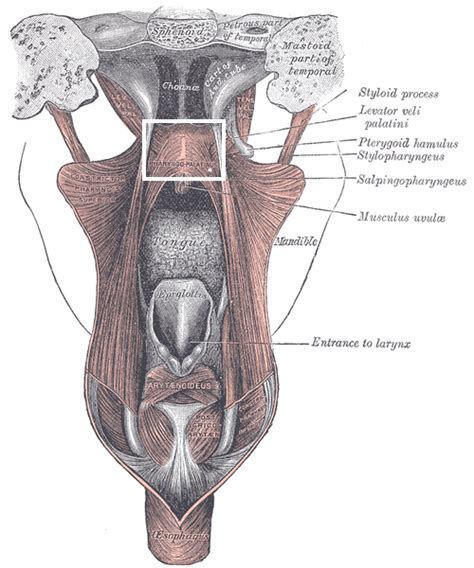 Palatopharyngeus muscle - Wikiwand