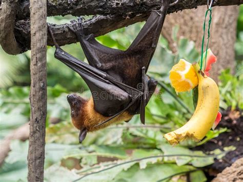 Scary Flying Fox On Tree Eating Fruits Stock Photo Image Of Male