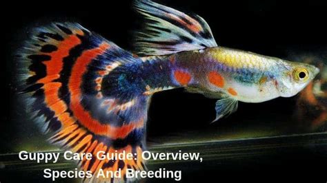 Guppy Care Guide: Overview, Species And Breeding