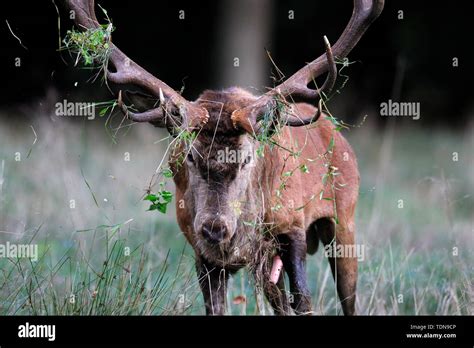 Red Deer Deer Rut Cervus Elaphus Hi Res Stock Photography And Images