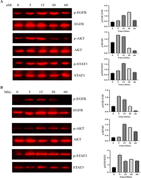 A Analysis Of Egfr Mediated Intracellular Signaling By Egf Stimulation