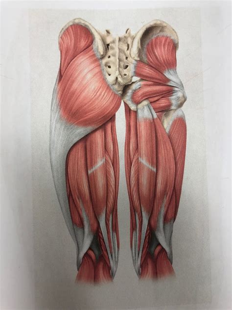 Hamstring And Butt Diagram Quizlet